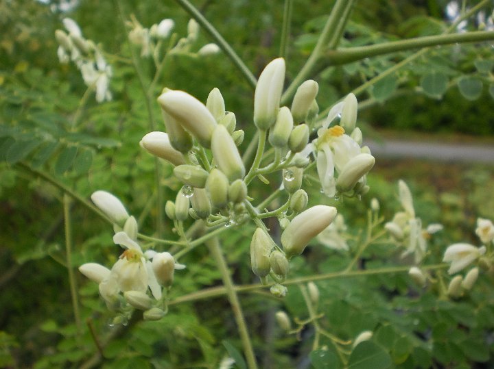 Horseradish tree  Moringa olifera.JPG - Moringa olifera:  Horseradish tree